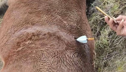 紫牛頭條｜多地發(fā)生動物遭熱成像無人機(jī)投箭射殺事件，記者調(diào)查：已有地區(qū)將該設(shè)備列為禁獵工具