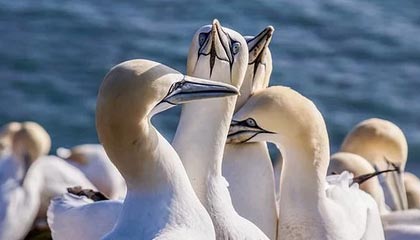 韓國(guó)國(guó)會(huì)議員柳榮夏開(kāi)會(huì)時(shí)畫(huà)大猩猩，引熱議，曾擔(dān)任樸槿惠律師，幾十年不離不棄