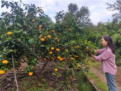 “退出600余微信群” 裸辭回鄉(xiāng)創(chuàng)業(yè)一年 她收獲了啥？