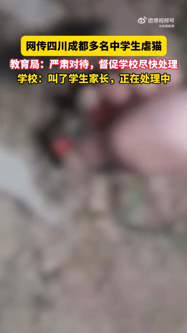 官方通報(bào)“成都4名初中生組團(tuán)虐貓”：對(duì)涉事學(xué)生批評(píng)教育，停課反省