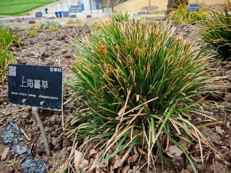 150年后重遇，消失已久的“上海原住民”被發(fā)現(xiàn)！