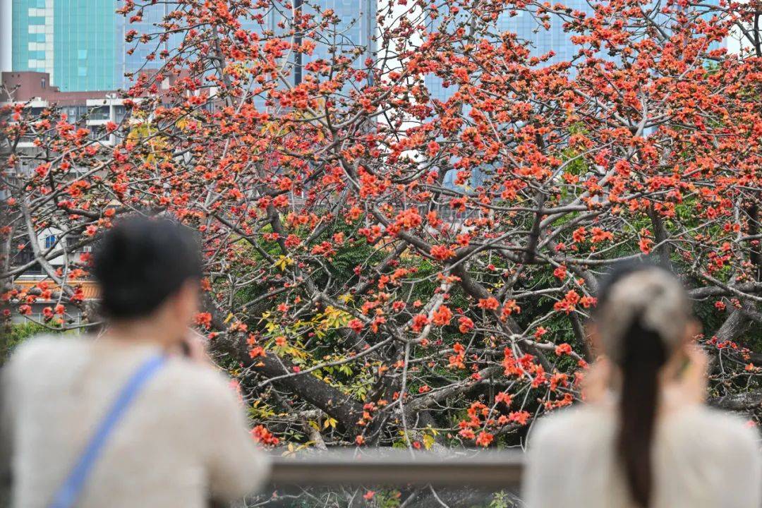 冷空氣+暴雨來襲！廣州低至11℃，就在本周……