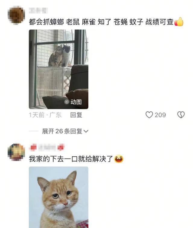 老鼠掉進泳池，廣東大叔出動雞貓狗團隊，結(jié)果全被老鼠嚇跑！網(wǎng)友坐不住紛紛曬戰(zhàn)績