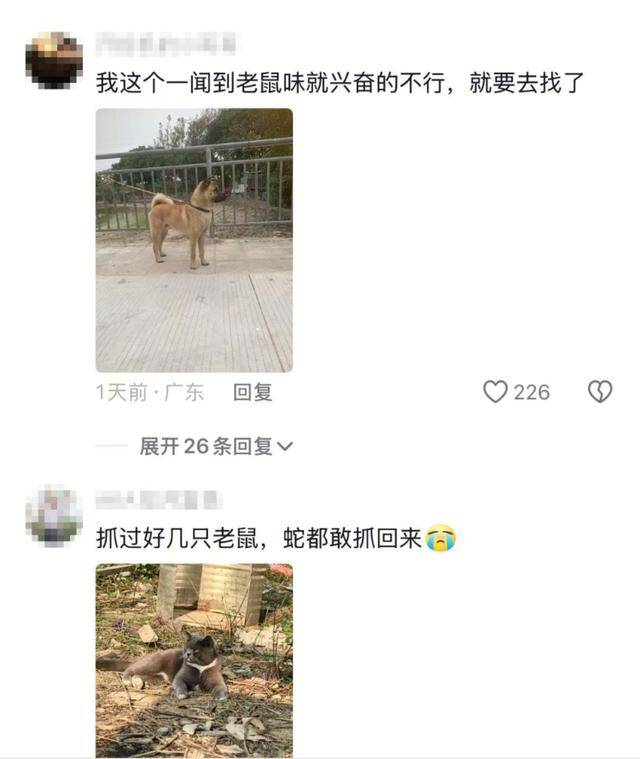 老鼠掉進泳池，廣東大叔出動雞貓狗團隊，結(jié)果全被老鼠嚇跑！網(wǎng)友坐不住紛紛曬戰(zhàn)績