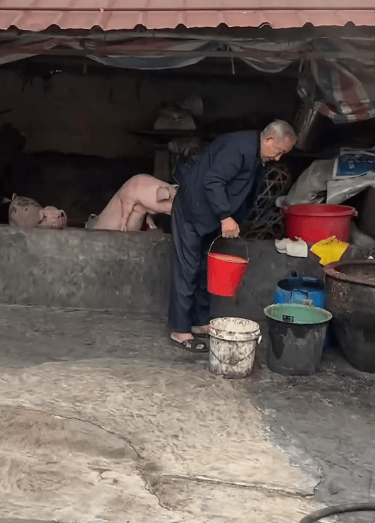 潮汕一孫女怕78歲爺爺無聊給他買了兩頭豬：豬被養(yǎng)得干凈粉嫩，享受和孫女一樣的待遇