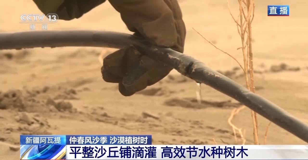 “鎖邊”→“擴(kuò)邊” 塔克拉瑪干沙漠植樹(shù)造綠迎來(lái)新進(jìn)展