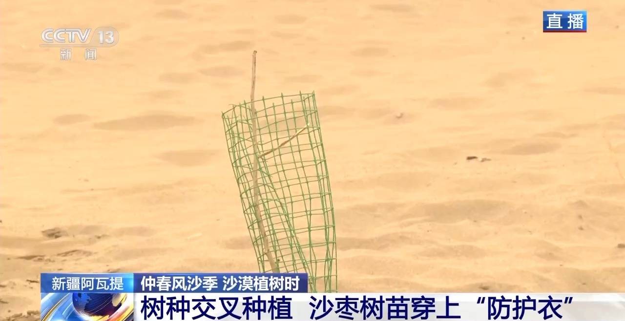 “鎖邊”→“擴(kuò)邊” 塔克拉瑪干沙漠植樹(shù)造綠迎來(lái)新進(jìn)展