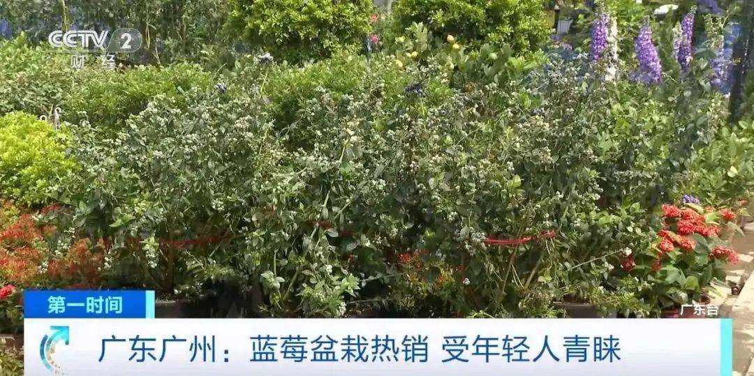 大降價(jià)！從100多元一斤到9.9元一盒