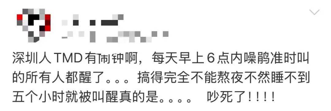 “周末想睡個(gè)懶覺都不行”，有多少深圳人被這種鳥吵到神經(jīng)衰弱