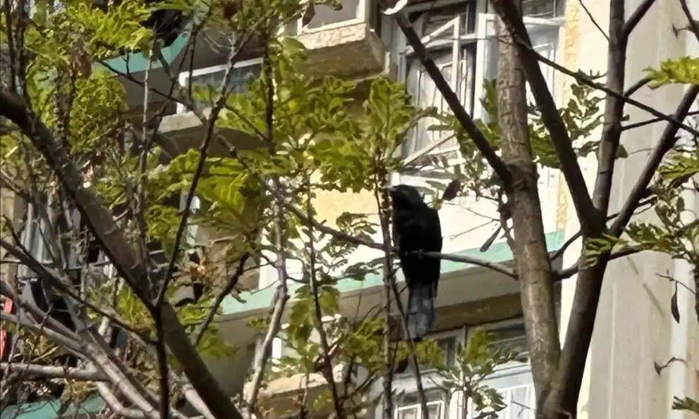 “周末想睡個(gè)懶覺都不行”，有多少深圳人被這種鳥吵到神經(jīng)衰弱