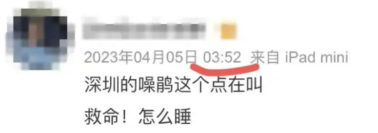 “周末想睡個(gè)懶覺都不行”，有多少深圳人被這種鳥吵到神經(jīng)衰弱