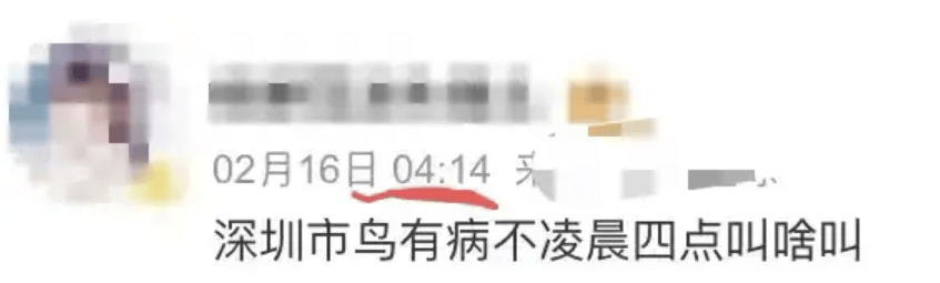 “周末想睡個(gè)懶覺都不行”，有多少深圳人被這種鳥吵到神經(jīng)衰弱