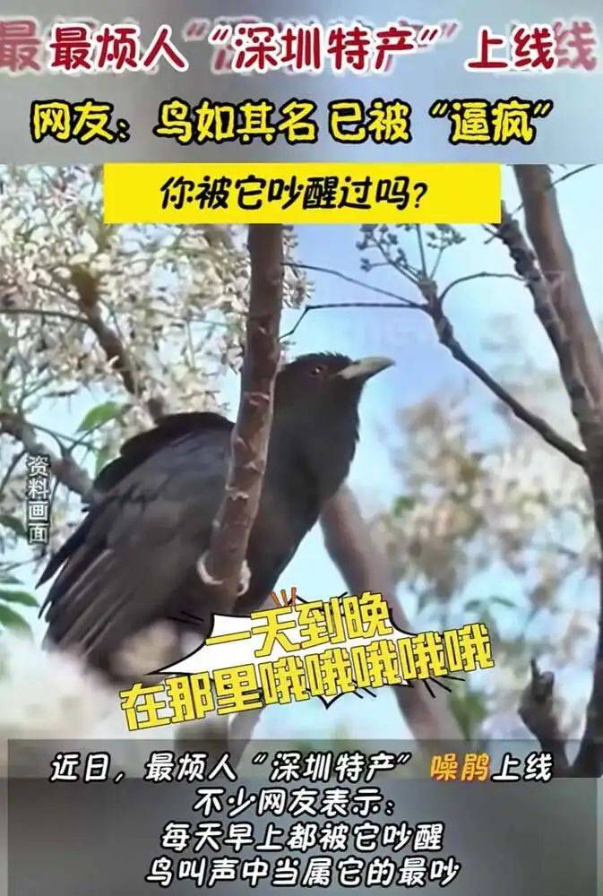 “周末想睡個(gè)懶覺都不行”，有多少深圳人被這種鳥吵到神經(jīng)衰弱