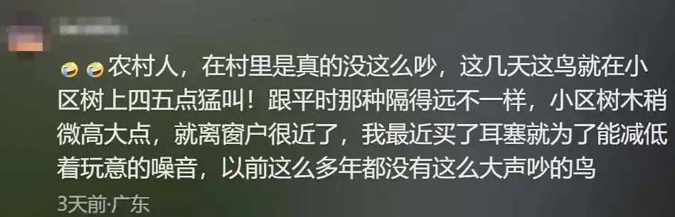 “周末想睡個(gè)懶覺都不行”，有多少深圳人被這種鳥吵到神經(jīng)衰弱
