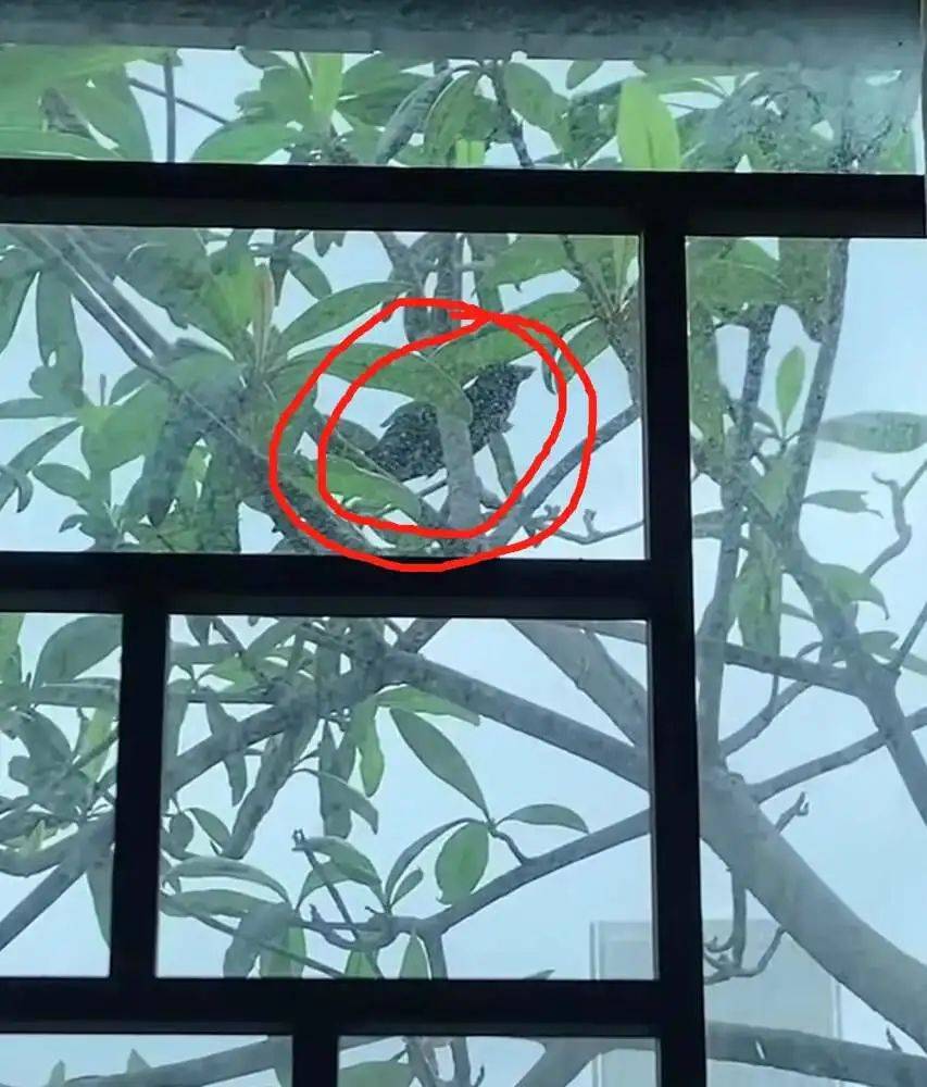 “周末想睡個(gè)懶覺都不行”，有多少深圳人被這種鳥吵到神經(jīng)衰弱