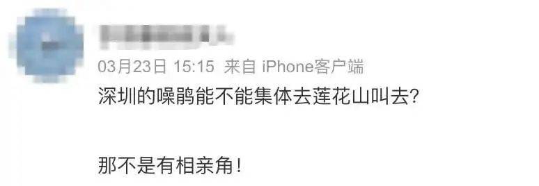 “周末想睡個(gè)懶覺都不行”，有多少深圳人被這種鳥吵到神經(jīng)衰弱