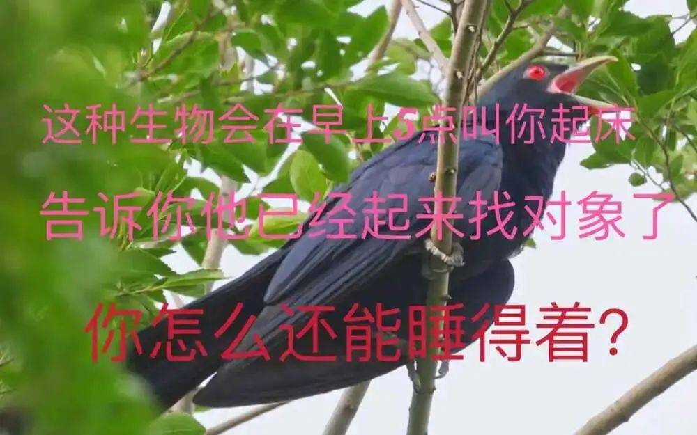 “周末想睡個(gè)懶覺都不行”，有多少深圳人被這種鳥吵到神經(jīng)衰弱