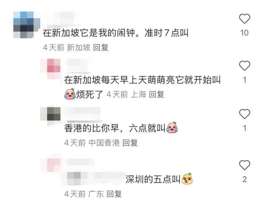 “周末想睡個(gè)懶覺都不行”，有多少深圳人被這種鳥吵到神經(jīng)衰弱