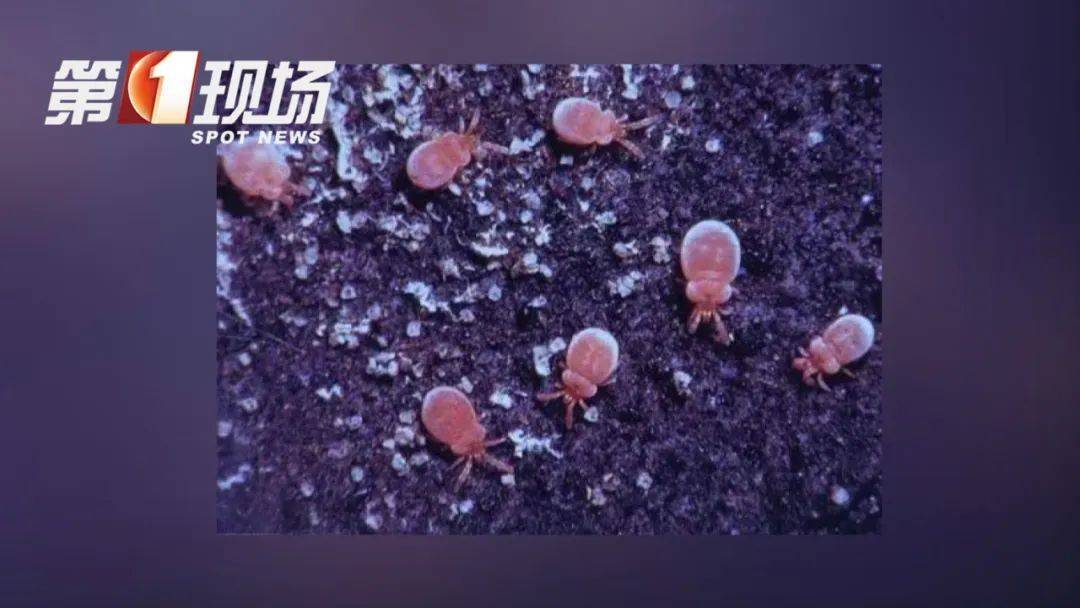 穿長(zhǎng)袖！穿長(zhǎng)袖！深圳入夏后，出門務(wù)必注意→