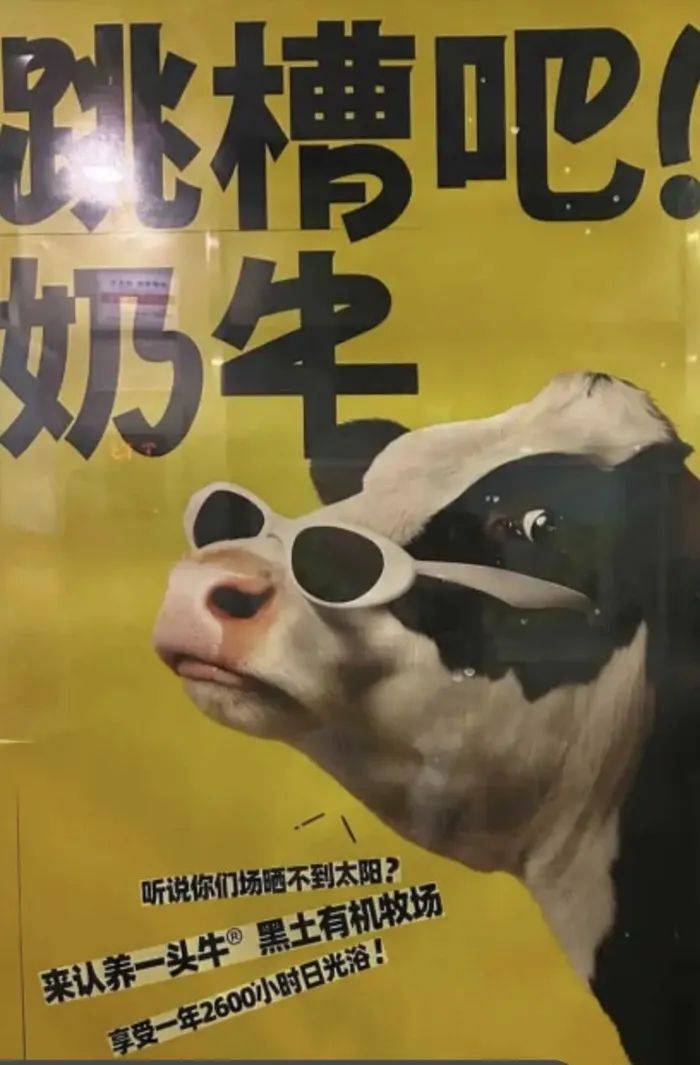 認養(yǎng)一頭牛廣告被質疑諷刺打工人，公司回應：致敬BOSS直聘