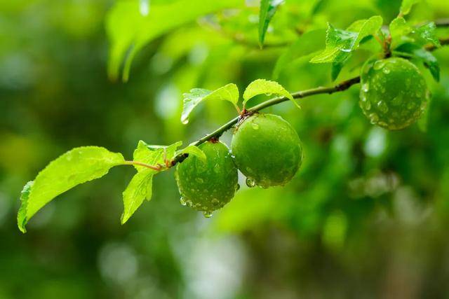 今日立夏：春意藏，夏初長，風(fēng)暖人間草木香