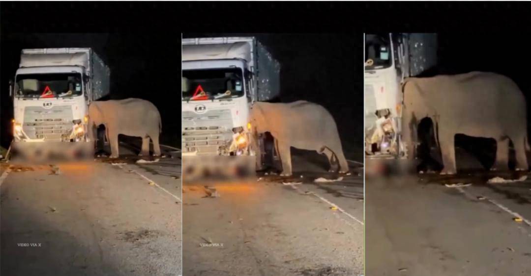 5歲小象凌晨被撞身亡，母象悲憤交加頭抵卡車7小時守到天亮！