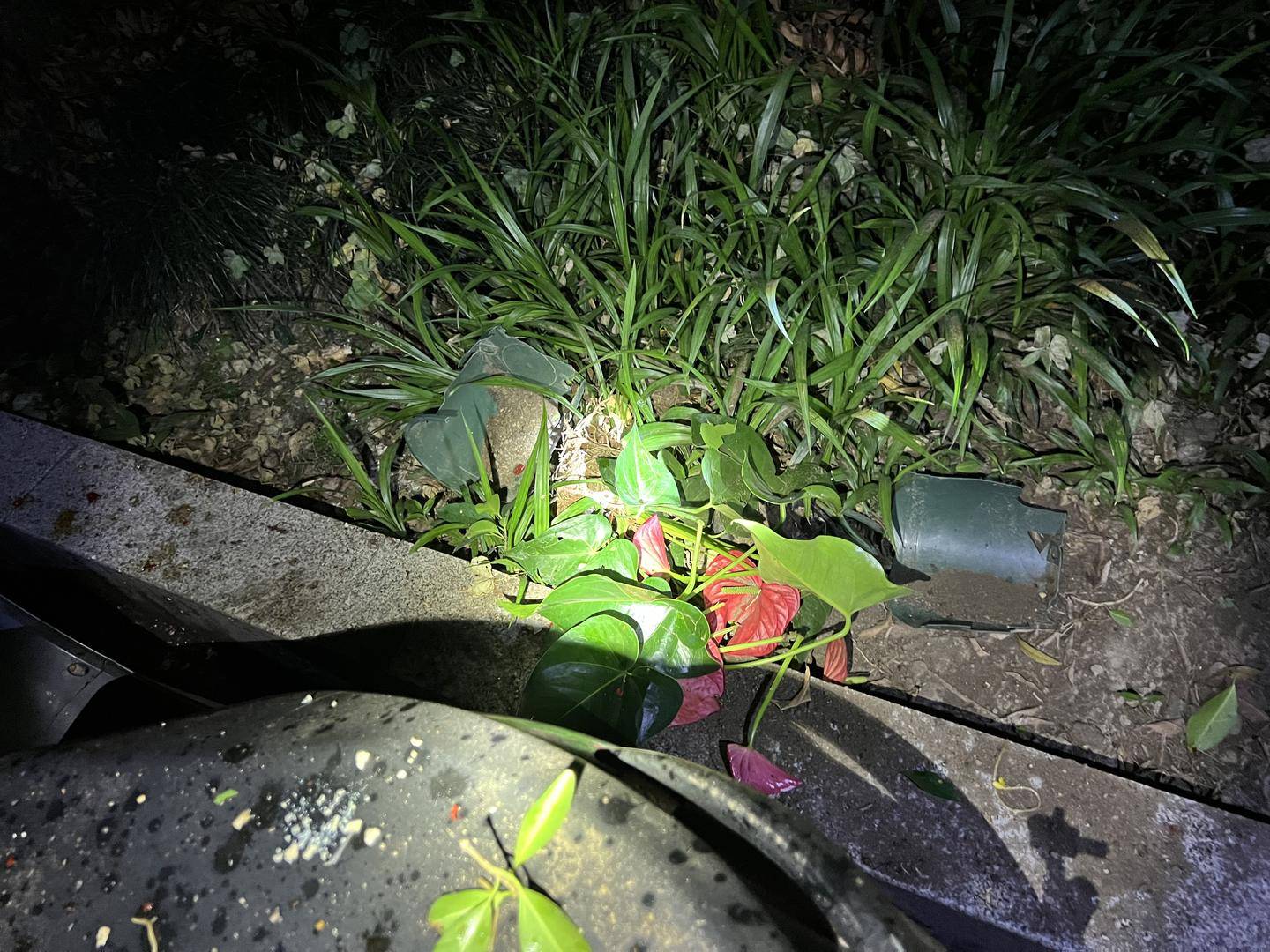 男子與朋友吃酒起爭執(zhí)，竟從10樓扔下綠蘿、蘭花和不銹鋼盆，被刑拘
