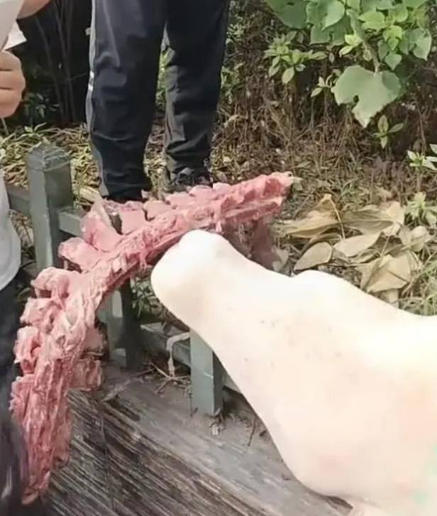 四川自貢一小學被曝使用發(fā)臭豬肉，官方通報：已封存，正在檢測