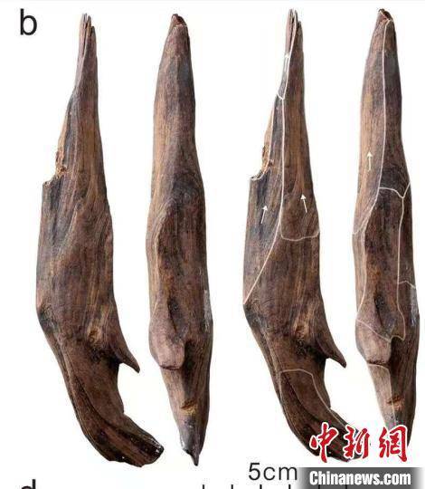 世界級(jí)重大考古成果！中國發(fā)現(xiàn)30萬年前東亞最早木器