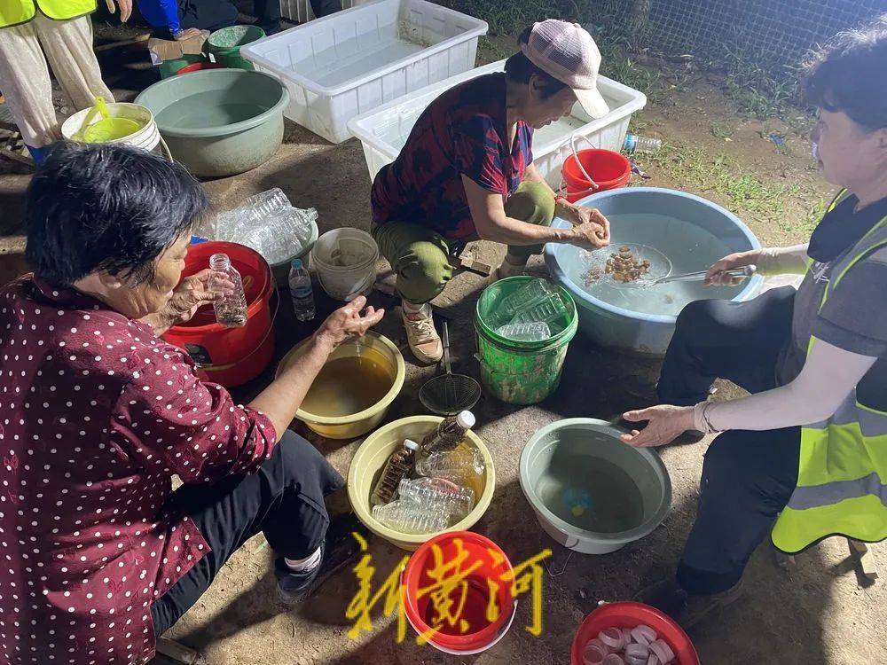 濟(jì)南這片樹林，一晚捉了20000只金蟬