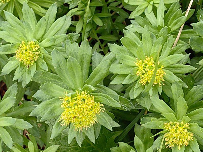時(shí)隔30余年 黑龍江再發(fā)現(xiàn)國家二級(jí)保護(hù)野生植物莼菜