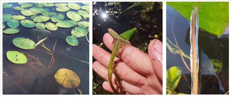 時(shí)隔30余年 黑龍江再發(fā)現(xiàn)國家二級(jí)保護(hù)野生植物莼菜