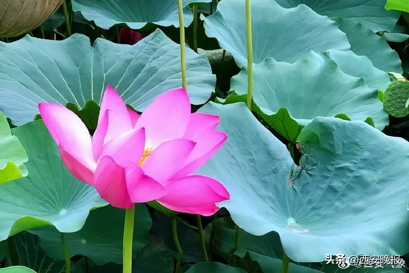 極端性強(qiáng)！陜西暴雨、雷暴大風(fēng)、冰雹要來(lái)！西安降雨降溫時(shí)間確定！