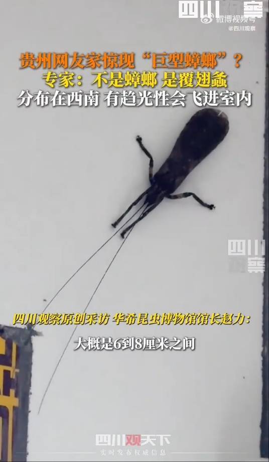 有人家中出現(xiàn)“巨型蟑螂”？網(wǎng)友：房子給它了