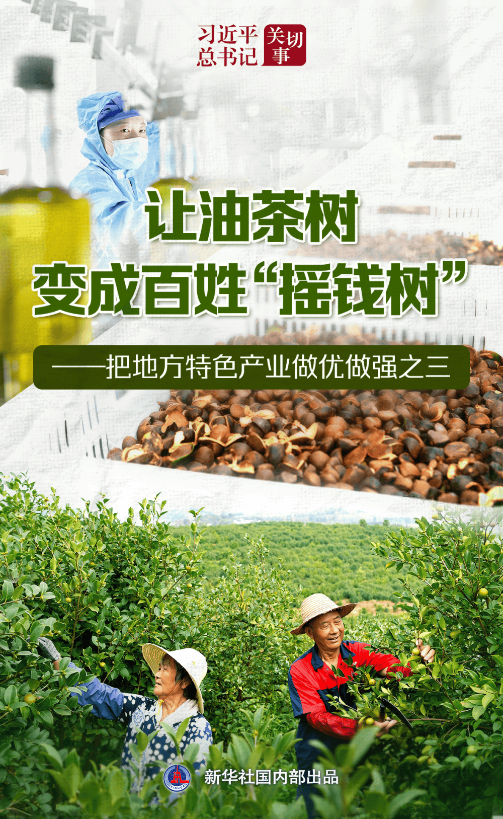 習(xí)近平總書記關(guān)切事｜讓油茶樹變成百姓“搖錢樹”——把地方特色產(chǎn)業(yè)做優(yōu)做強(qiáng)之三