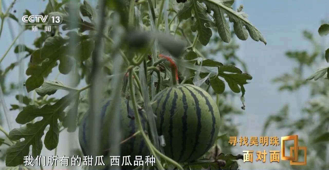 面對(duì)面丨中國(guó)人的吃瓜自由要感謝她！吳明珠說(shuō)她的一生就是結(jié)幾個(gè)好瓜獻(xiàn)給人民