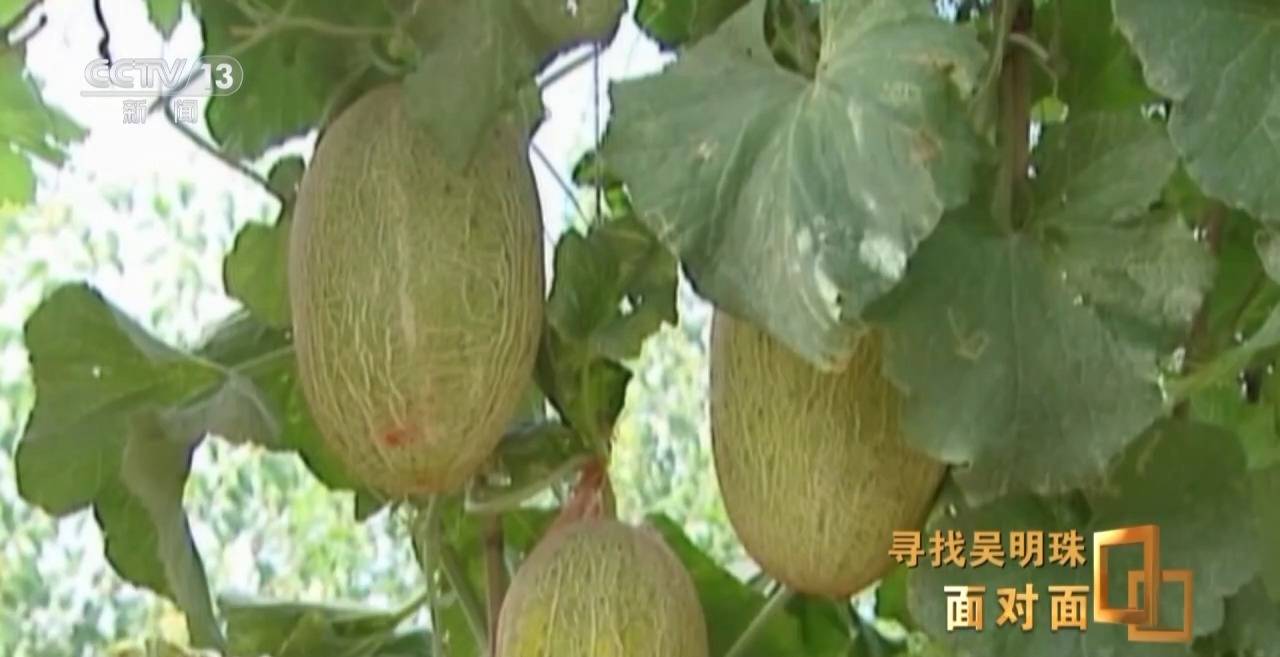面對(duì)面丨中國(guó)人的吃瓜自由要感謝她！吳明珠說(shuō)她的一生就是結(jié)幾個(gè)好瓜獻(xiàn)給人民