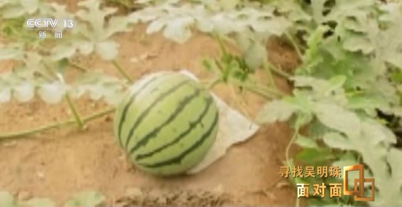 面對(duì)面丨中國(guó)人的吃瓜自由要感謝她！吳明珠說(shuō)她的一生就是結(jié)幾個(gè)好瓜獻(xiàn)給人民