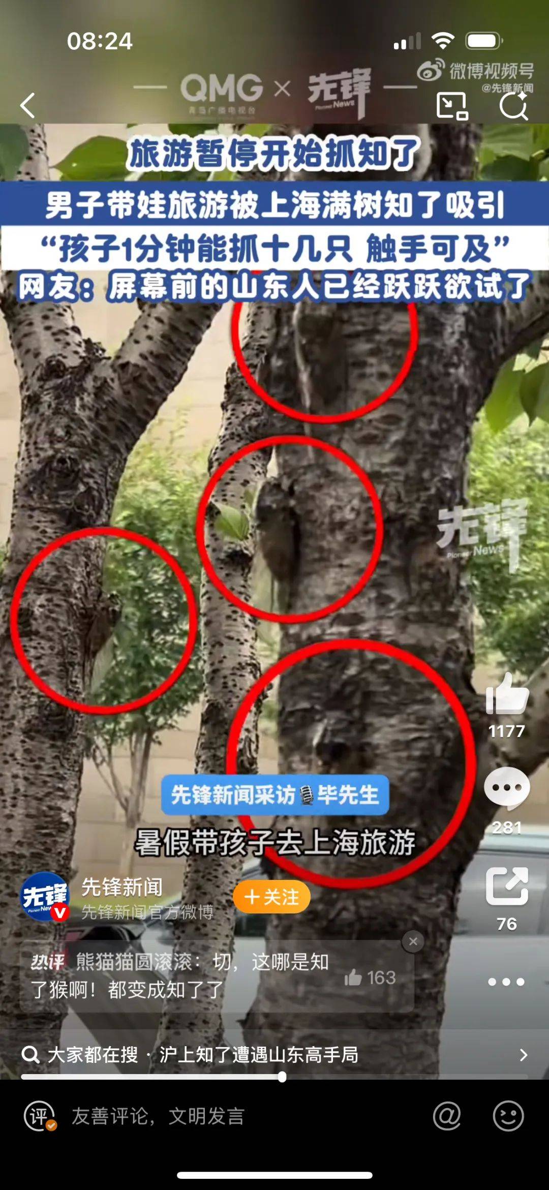 山東父子在上海抓知了降維打擊，“孩子一分鐘徒手抓了十幾只”