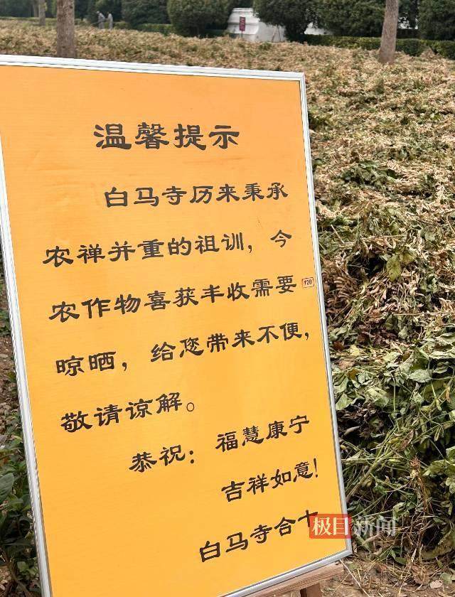 印樂方丈管理下的白馬寺：僧人頂著高溫種地，義工稱寺里秉承農(nóng)禪并重
