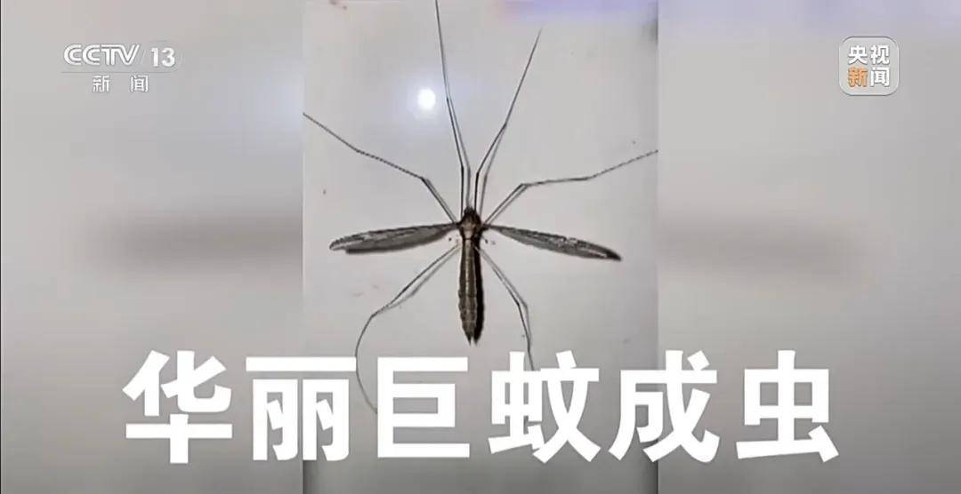 全民滅蚊總動員，大廣東給我們上了一課