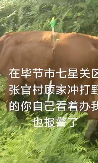 貴州畢節(jié)一黃牛被鐵扦射穿身體，主人報(bào)警：懷疑有人用無人機(jī)狩獵
