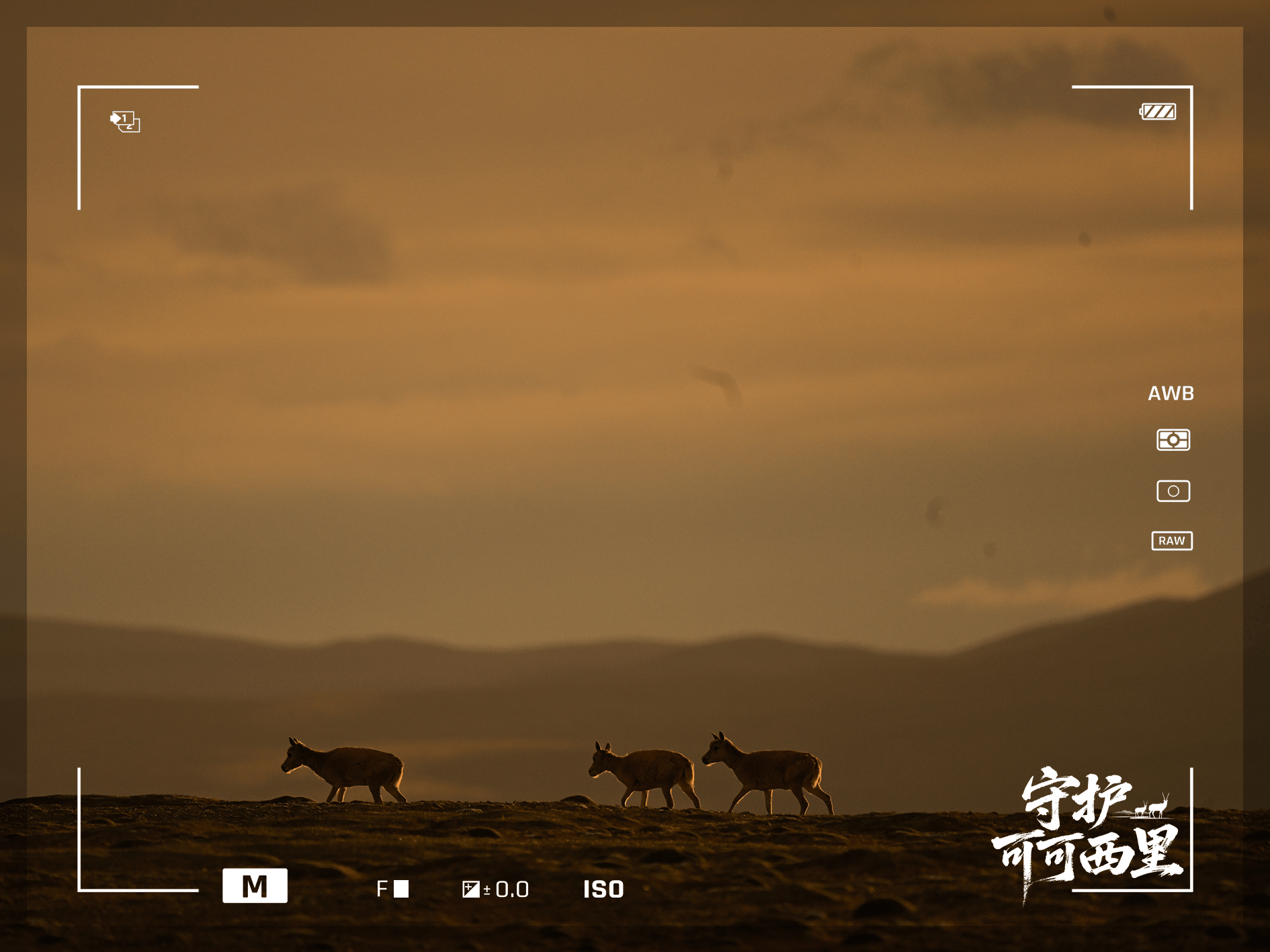 守護可可西里丨藏羚羊產(chǎn)仔，原來還有這么多秘密！