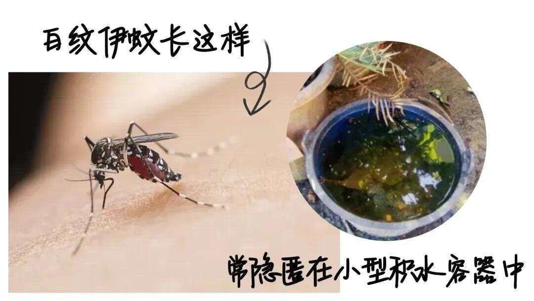 全球“最毒”的蚊子為何批量北上？專家揭示白紋伊蚊北遷禍因及防蚊絕招