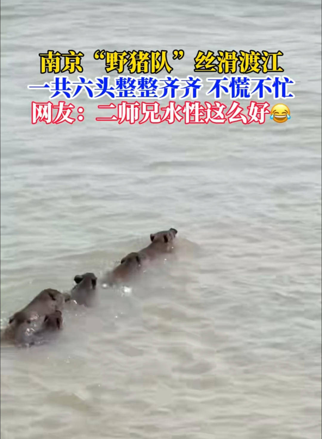 南京六頭野豬組隊(duì)渡長(zhǎng)江，網(wǎng)友：天蓬元帥天上管水軍的
