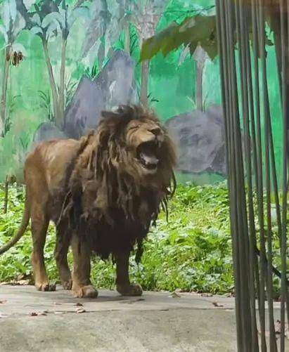 貴陽(yáng)一動(dòng)物園獅子不愛(ài)洗澡，酷似“乞丐”，園方：身體狀況良好，后續(xù)會(huì)想辦法解決