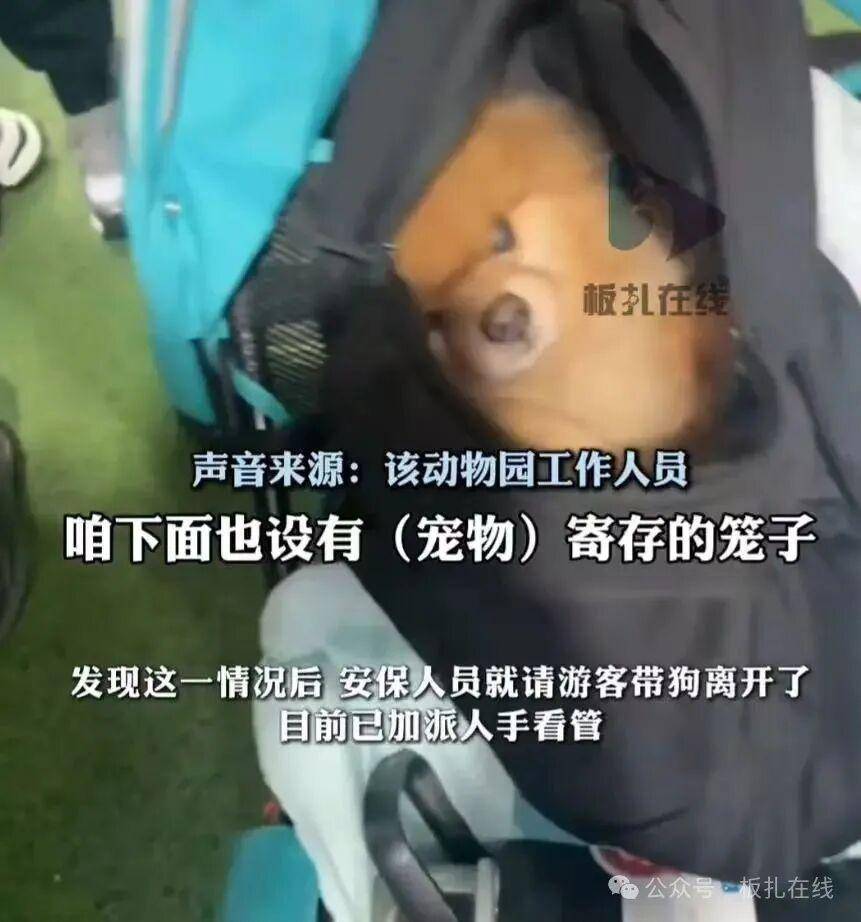 游客帶寵物狗進(jìn)熊貓館？園方：放包里偷帶進(jìn)去的，已加強(qiáng)管理