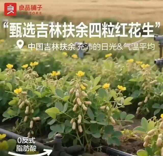 “花生上樹(shù)”鬧劇：AI翻車(chē)背后，我們都在弄丟常識(shí)？