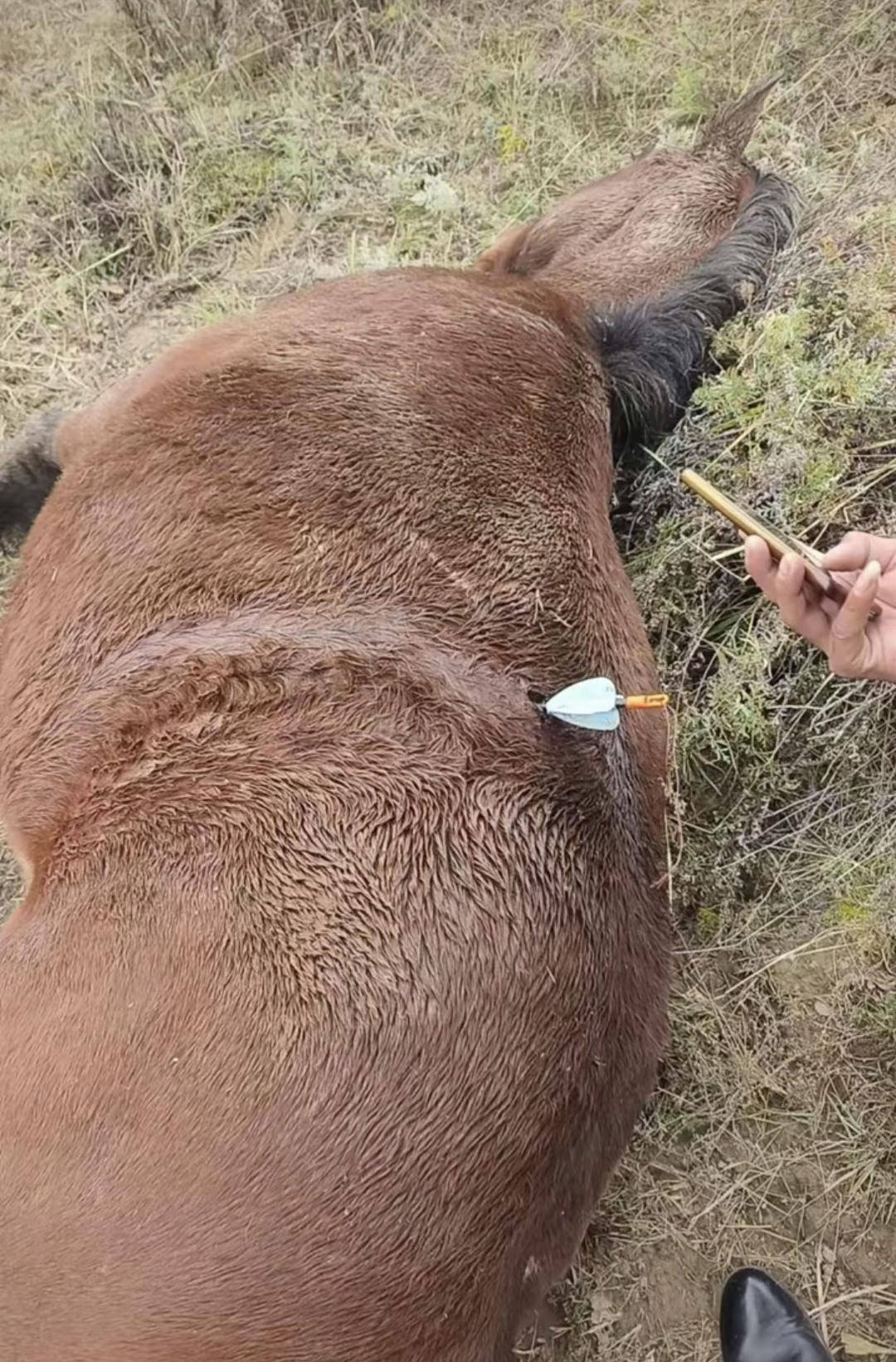 紫牛頭條｜多地發(fā)生動物遭熱成像無人機投箭射殺事件，記者調(diào)查：已有地區(qū)將該設(shè)備列為禁獵工具