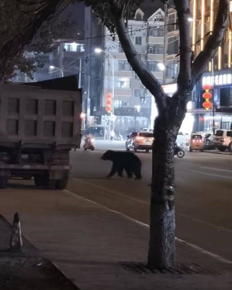 黑熊闖鬧市被擊斃，為何不用麻醉槍？專家回應(yīng)
